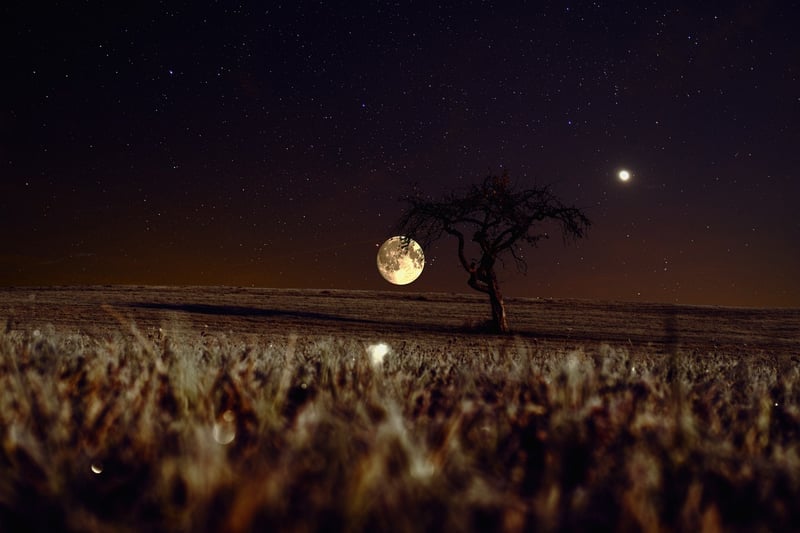 Mystical Meadows