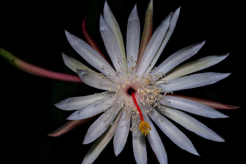 Orchid Cacti